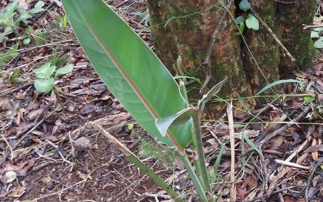 Bird of Paradise reference