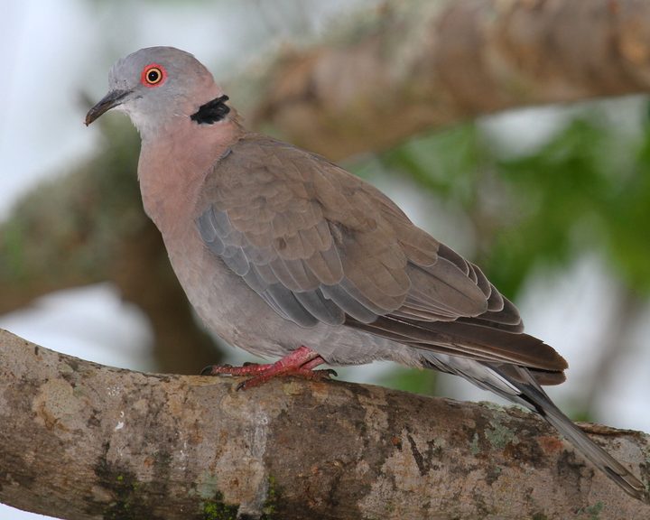 African Mourning Dove