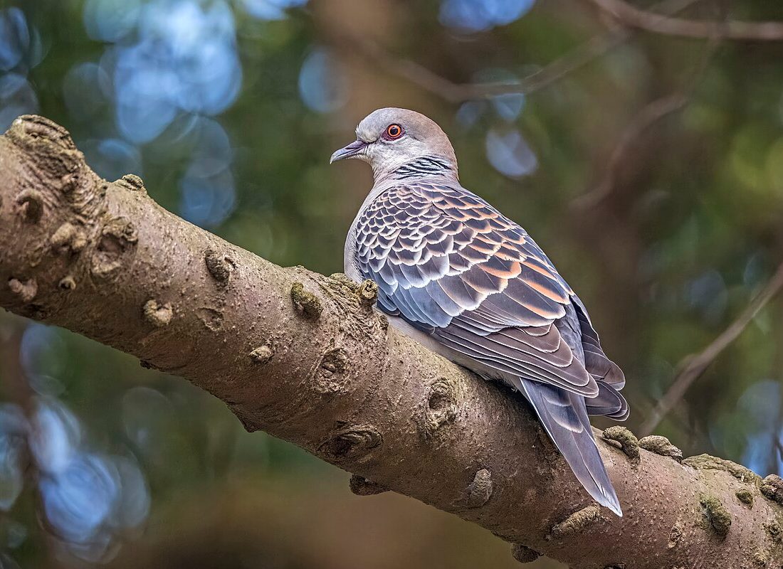 Oriental Turtle-Dove reference