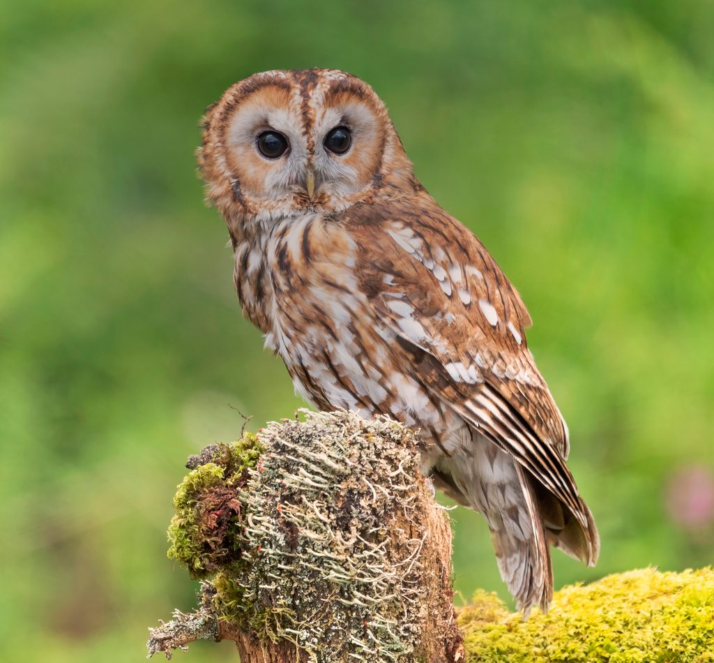 Tawny Owl reference