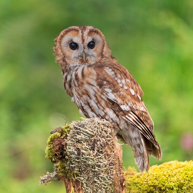 Tawny Owl reference