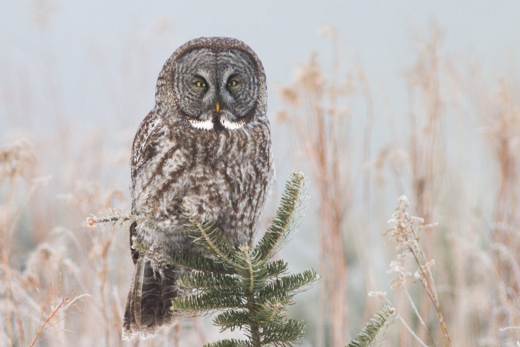 Great Grey Owl reference