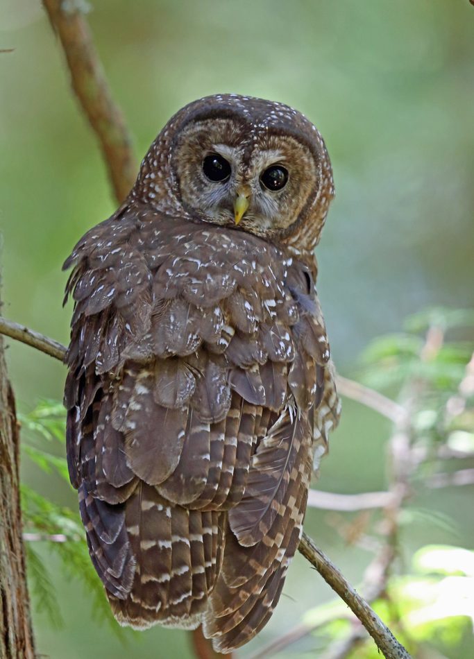 Northern Spotted Owl reference