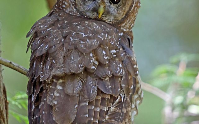 Northern Spotted Owl reference