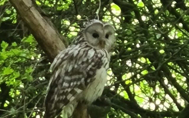 Ural Owl reference
