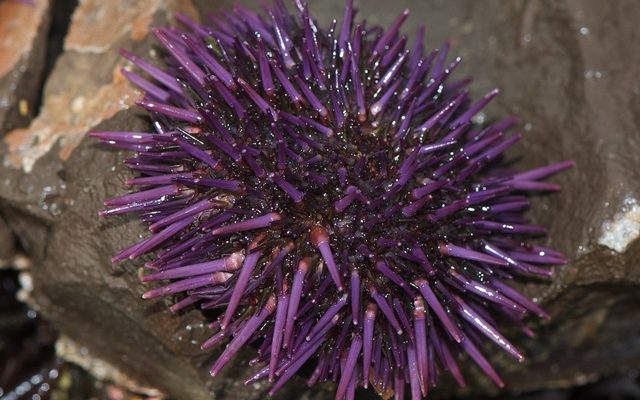 Purple Sea Urchin reference