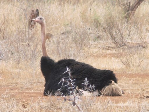Maasai Ostrich reference