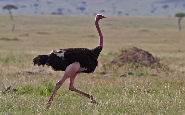 Ostrich reference