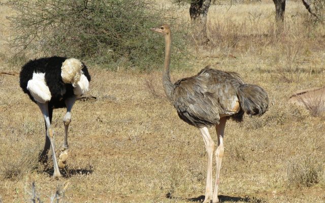 Somali Ostrich reference