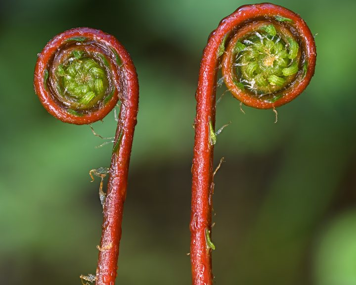 deer fern