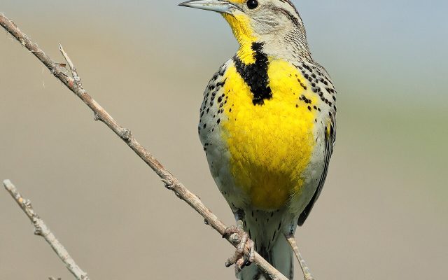 Western Meadowlark reference