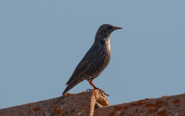 Spotless Starling reference