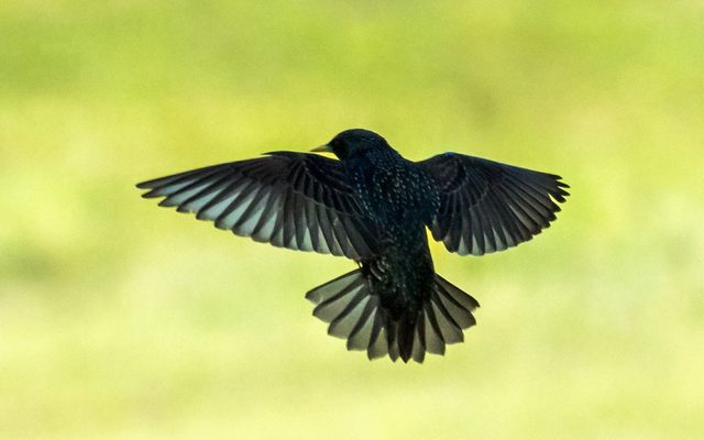 European Starling reference
