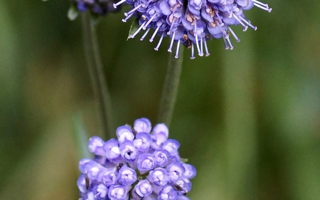 Devil's-Bit Scabious reference