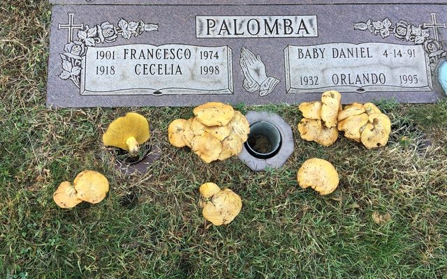 Chicken Fat Mushroom reference