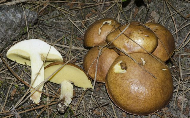 Granulated Bolete reference