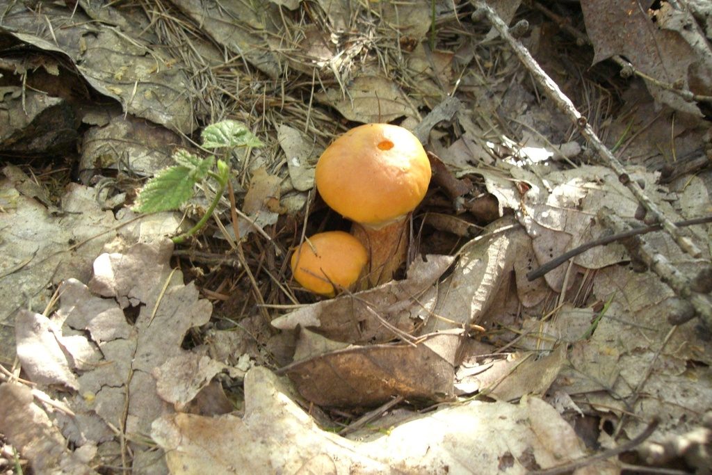 Larch Bolete reference