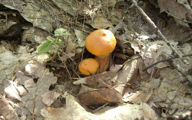 Larch Bolete reference