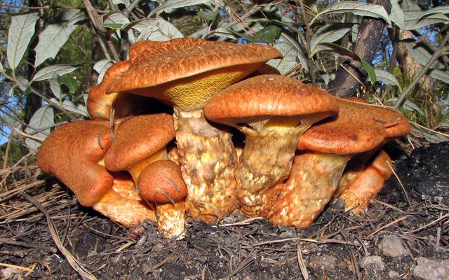 Douglas-fir Bolete reference