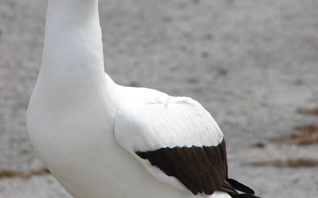 Masked Booby reference