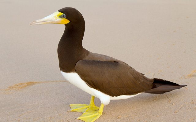 Brown Booby reference