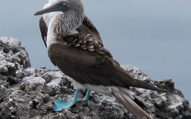 Blue-footed Booby reference