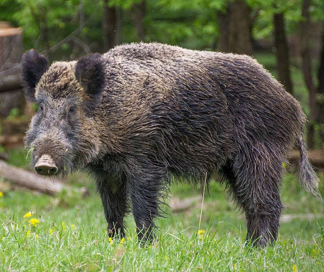 Wild Boar reference