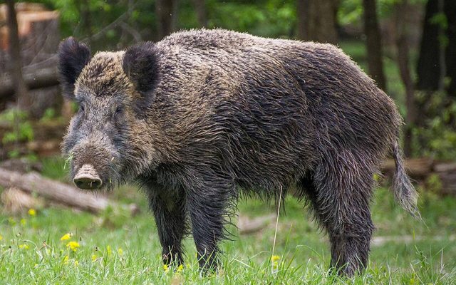 Wild Boar reference
