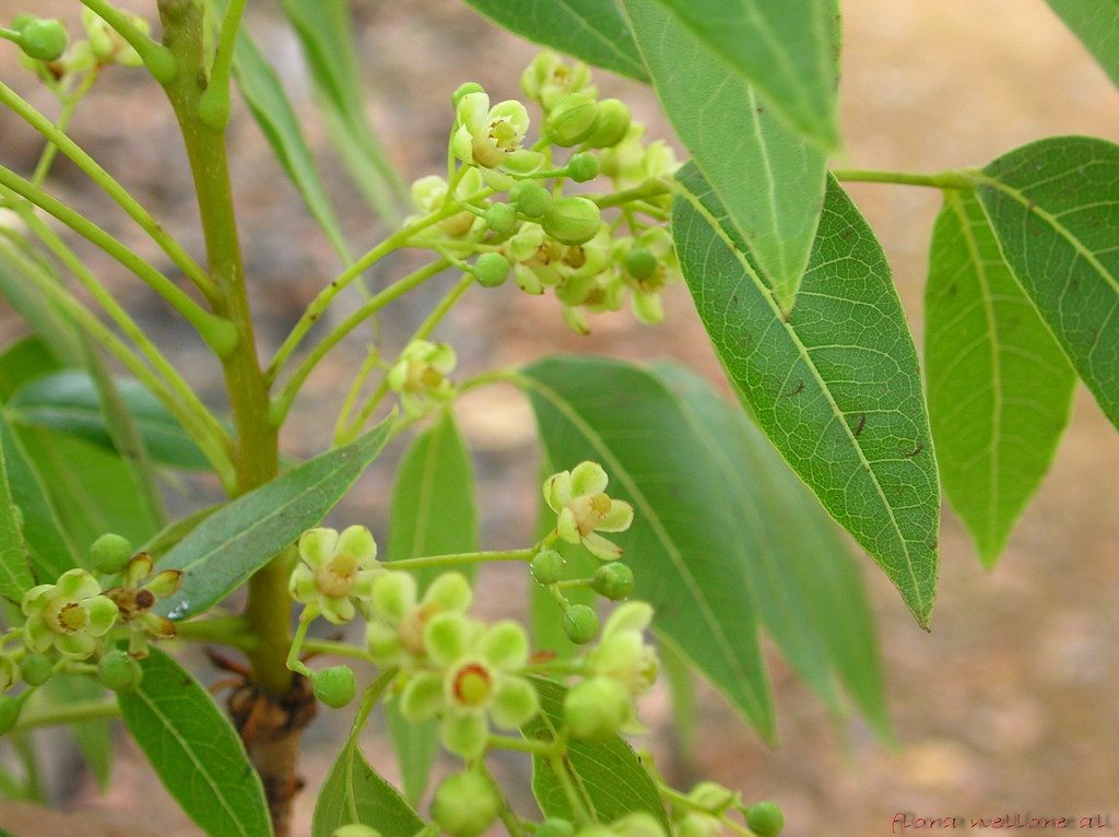 West Indian Mahogany reference