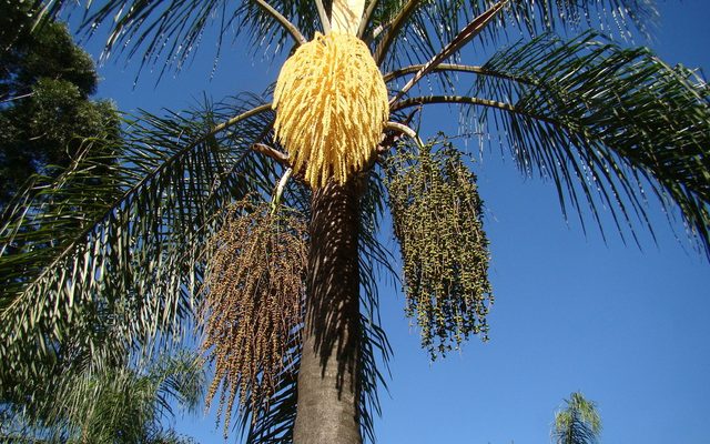 Queen Palm reference
