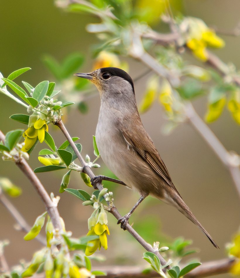 Eurasian Blackcap reference