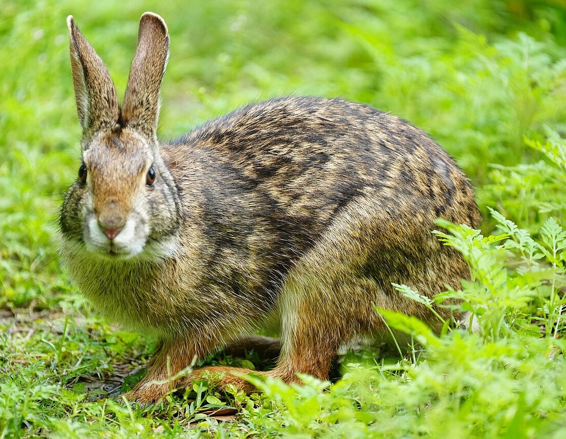 Swamp Rabbit reference