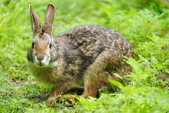 Swamp Rabbit reference