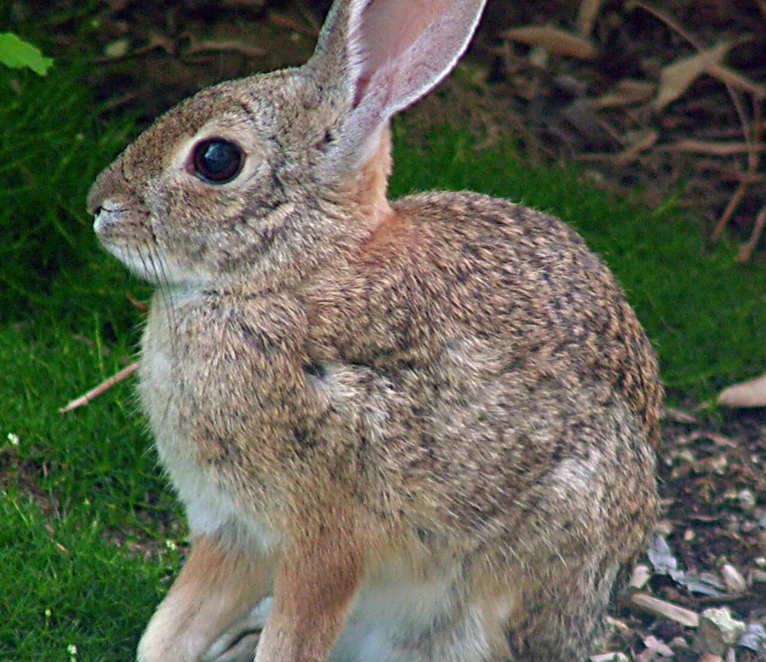 Desert Cottontail reference