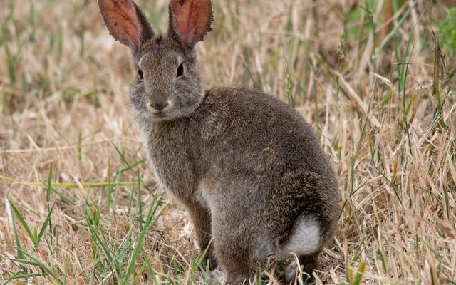 Brush Rabbit reference