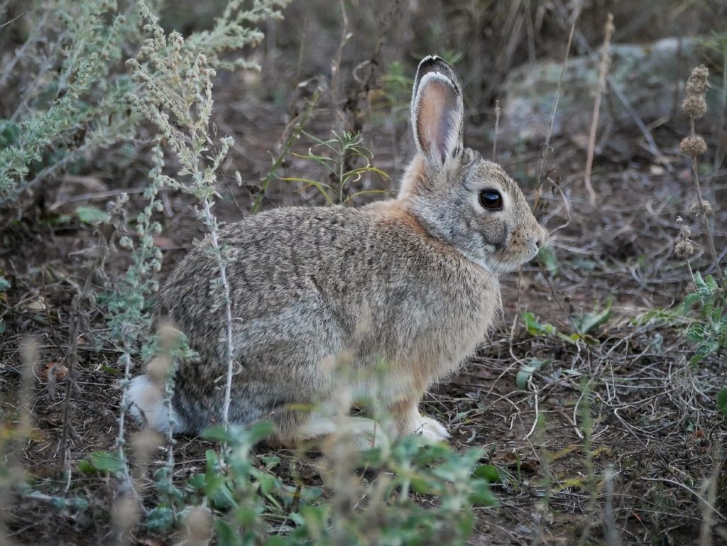 Mountain Cottontail reference