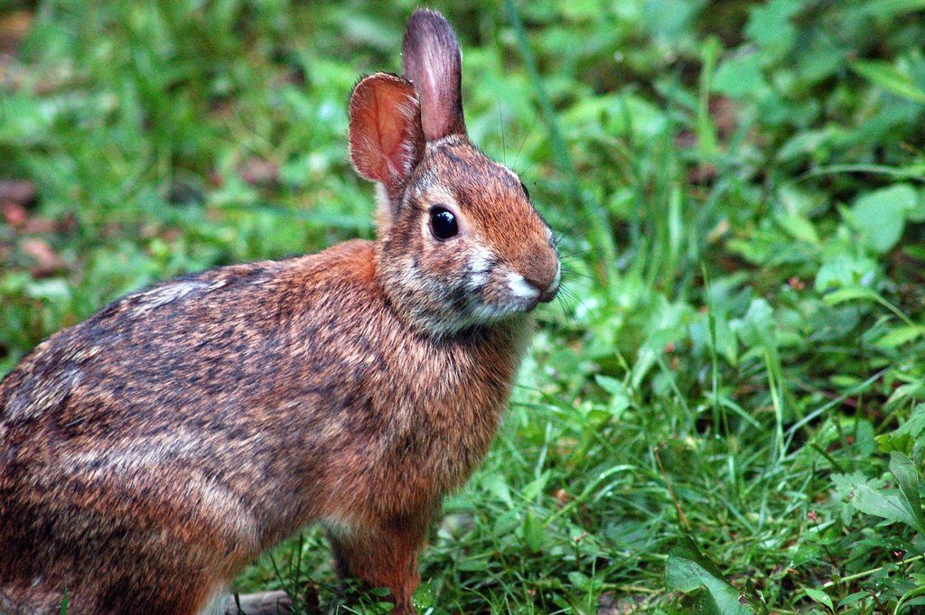 Appalachian Cottontail reference