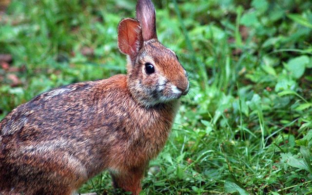 Appalachian Cottontail reference
