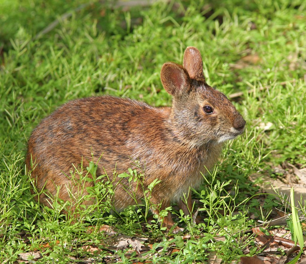 Marsh Rabbit reference