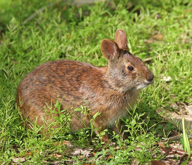 Marsh Rabbit reference