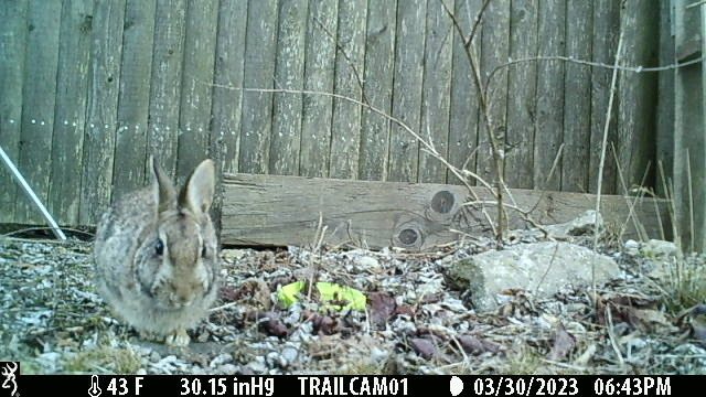 New England Cottontail reference