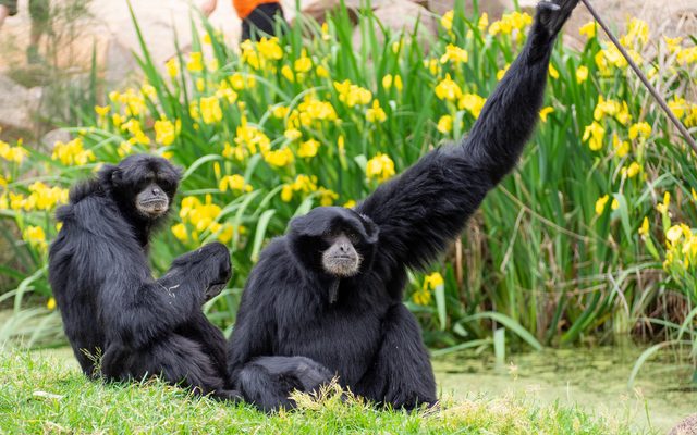 Siamang reference