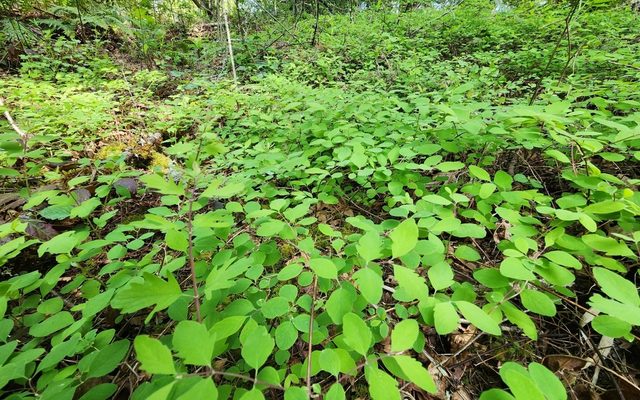 Creeping Snowberry reference