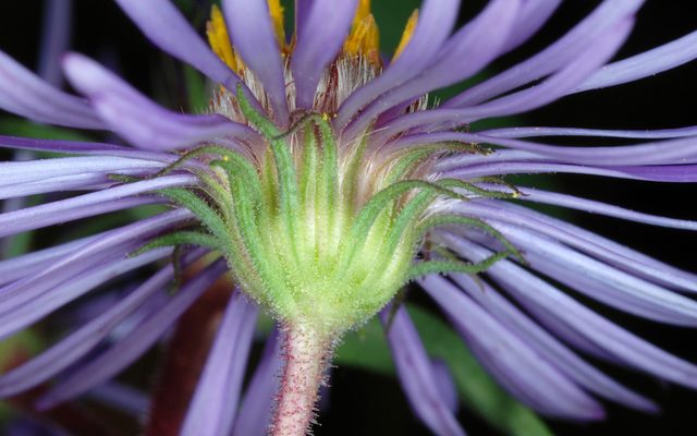 New England Aster reference