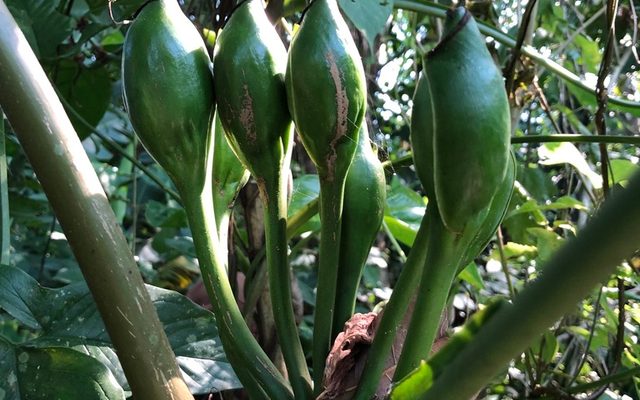Arrowhead Vine reference