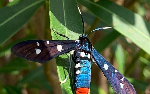 Oleander Moth reference