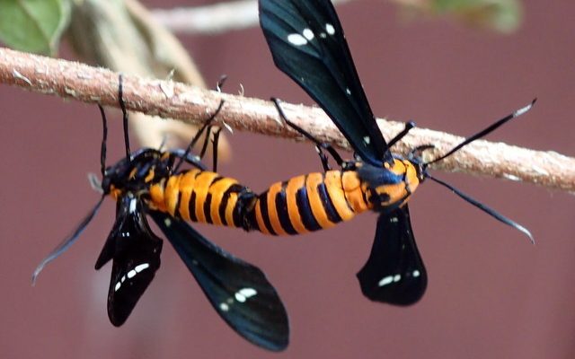 Yellow-banded Wasp Moth reference