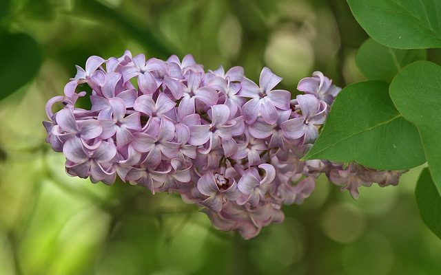 Common Lilac reference