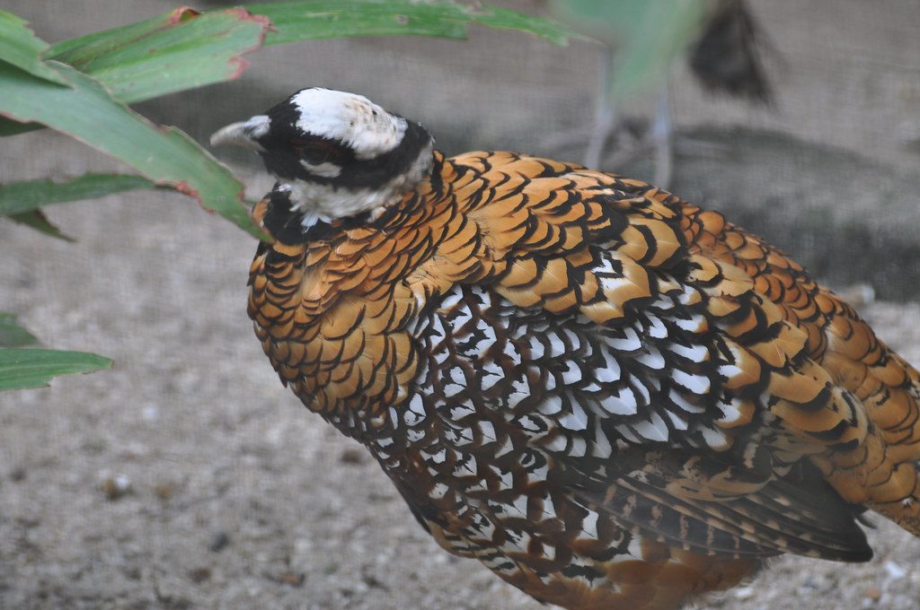Reeves's Pheasant reference