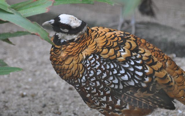 Reeves's Pheasant reference